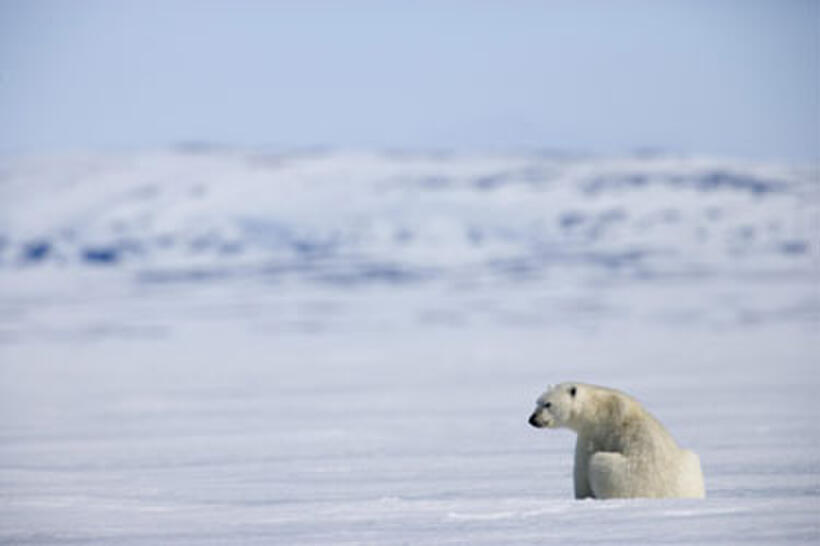A scene from "Arctic Tale."