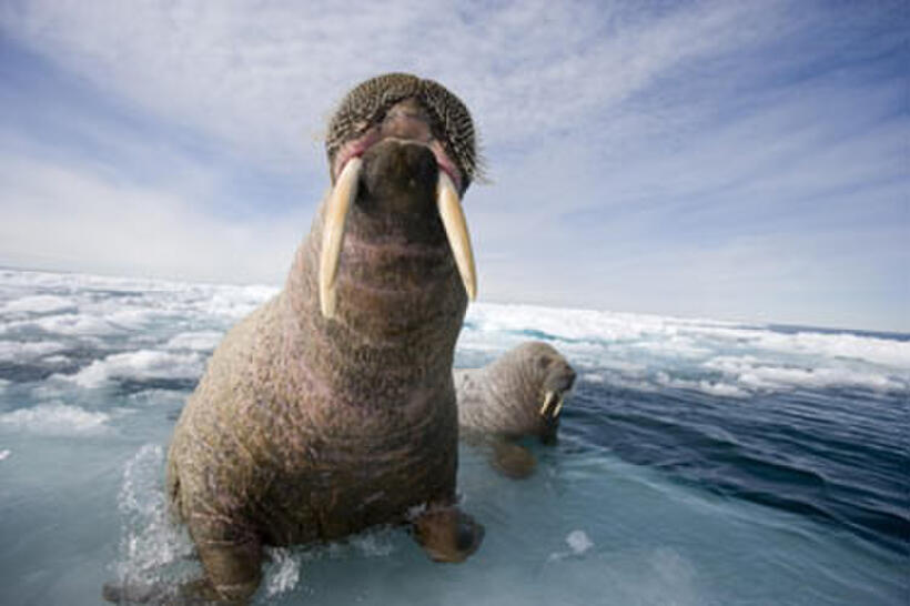 A scene from "Arctic Tale."