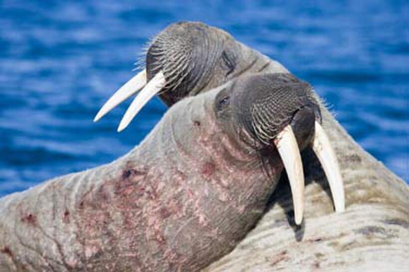 A scene from "Arctic Tale."