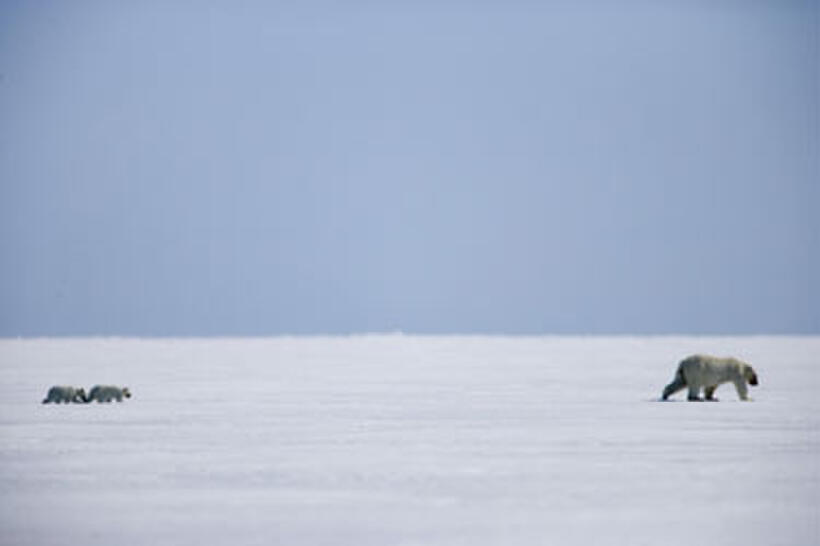 A scene from "Arctic Tale."