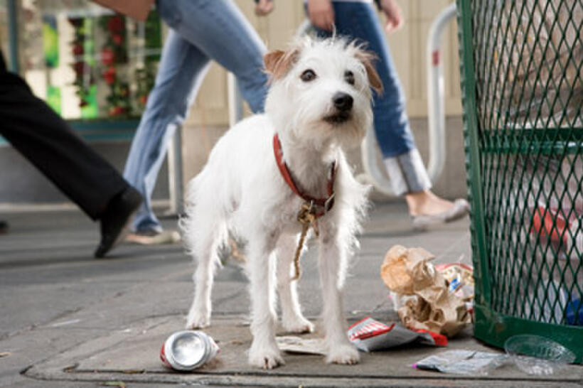 The perpetually hungry dog Friday always runs the risk of being caught when his owners move to a house that has a strict no-pets policy in "Hotel for Dogs." 