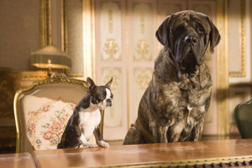 A scene from "Hotel for Dogs."