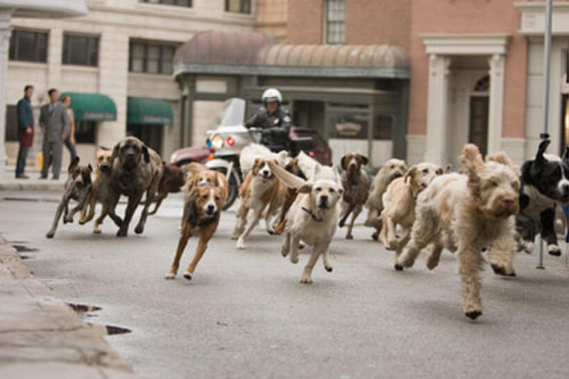 A scene from "Hotel for Dogs."