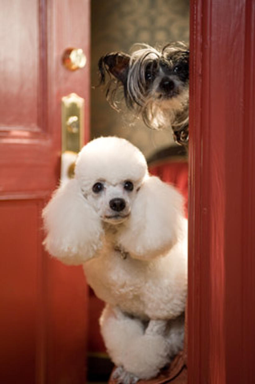 A scene from "Hotel for Dogs."