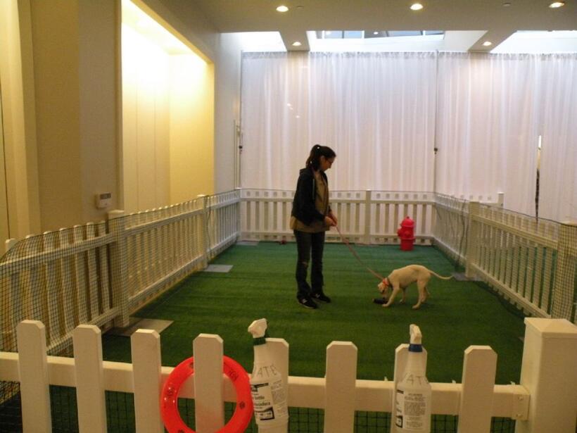 A scene from "Hotel for Dogs."
