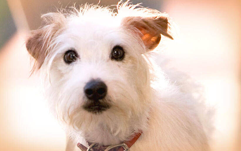 A scene from "Hotel for Dogs."