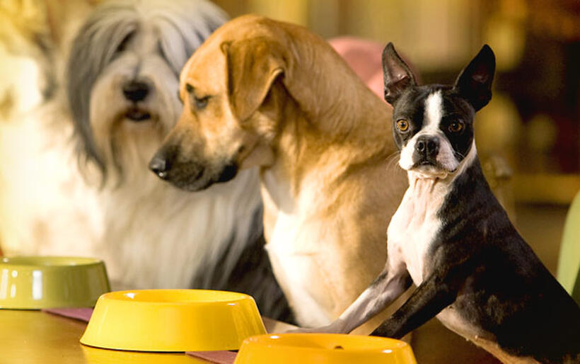 A scene from "Hotel for Dogs."