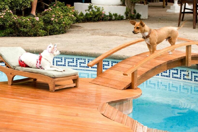 A scene from "Beverly Hills Chihuahua."