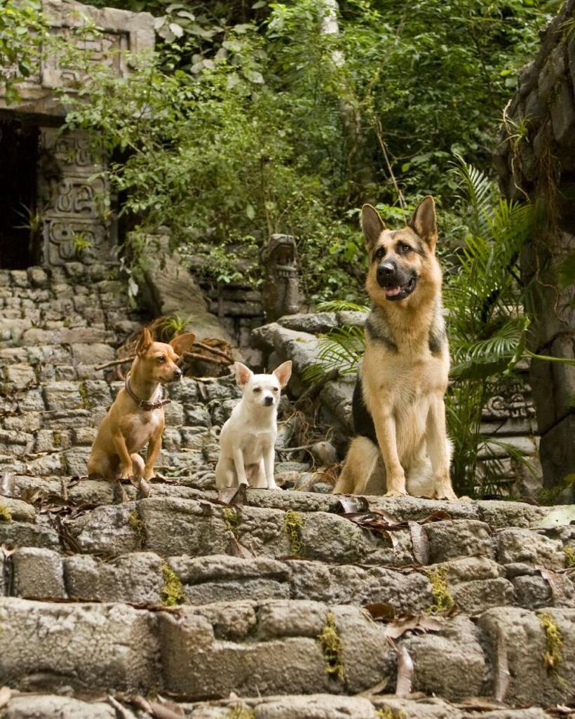 Papi, Chloe and Delgado in "Beverly Hills Chihuahua."