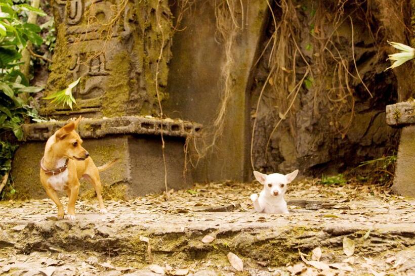 Papi and Chloe in "Beverly Hills Chihuahua."
