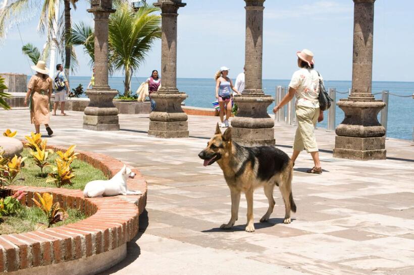 A scene from "Beverly Hills Chihuahua."
