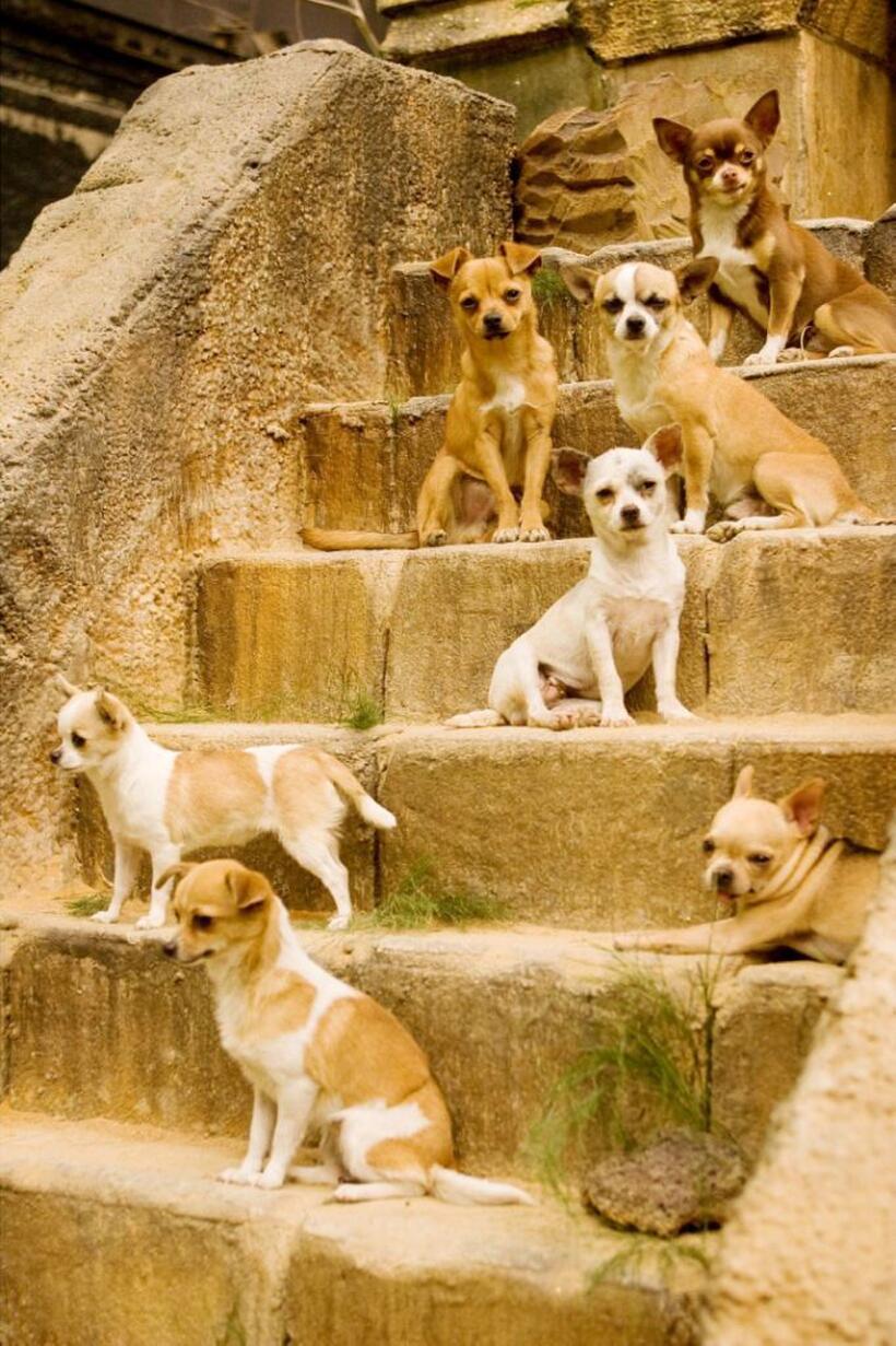 A scene from "Beverly Hills Chihuahua."