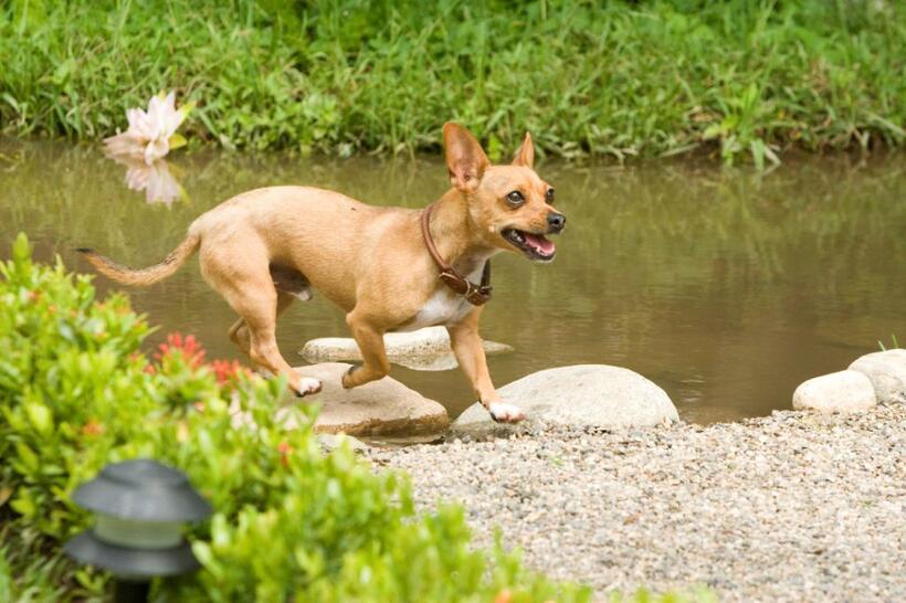 Papi in "Beverly Hills Chihuahua."