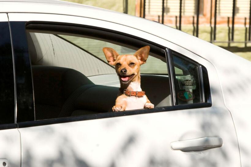 Papi in "Beverly Hills Chihuahua."