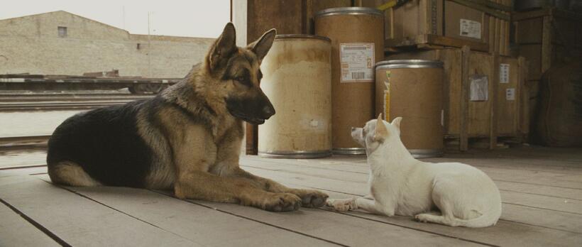 Delgado and Chloe in "Beverly Hills Chihuahua."