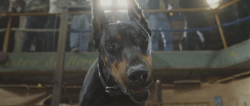 Diablo in "Beverly Hills Chihuahua."