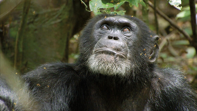 Freddy in "Chimpanzee."