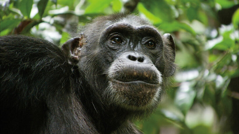 Isha in "Chimpanzee."