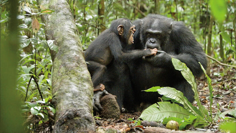Freddy and Oscar in "Chimpanzee."