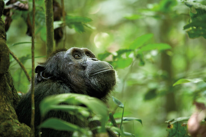 A scene from "Chimpanzee."