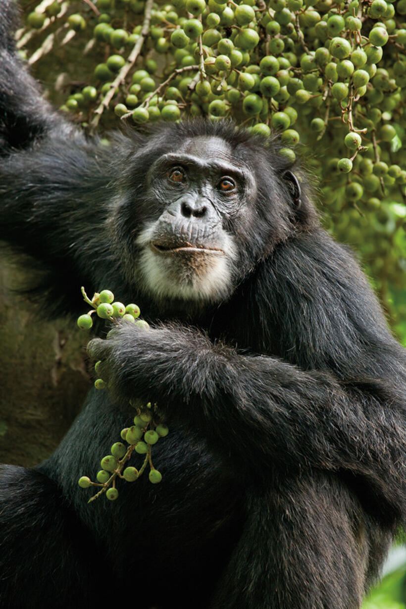 A scene from "Chimpanzee."