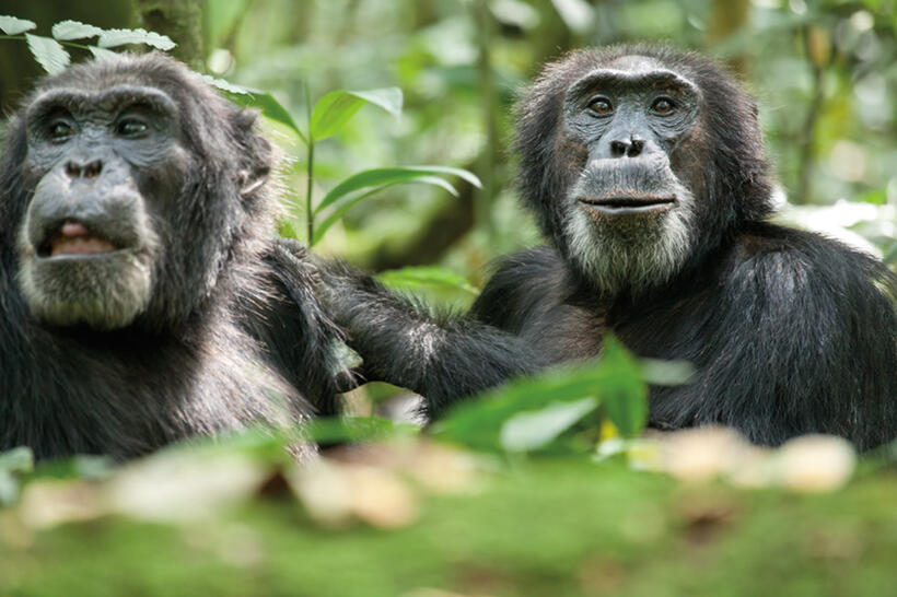 Scar in "Chimpanzee."