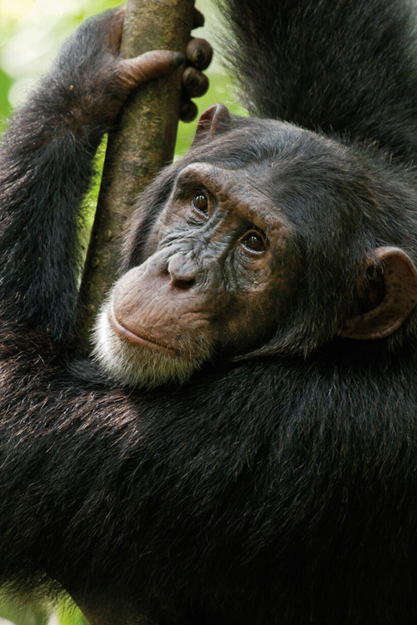 A scene from "Chimpanzee."