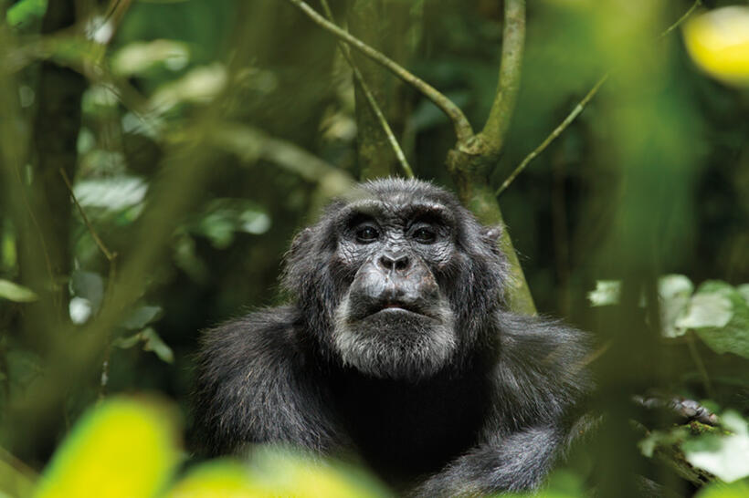 Scar in "Chimpanzee."