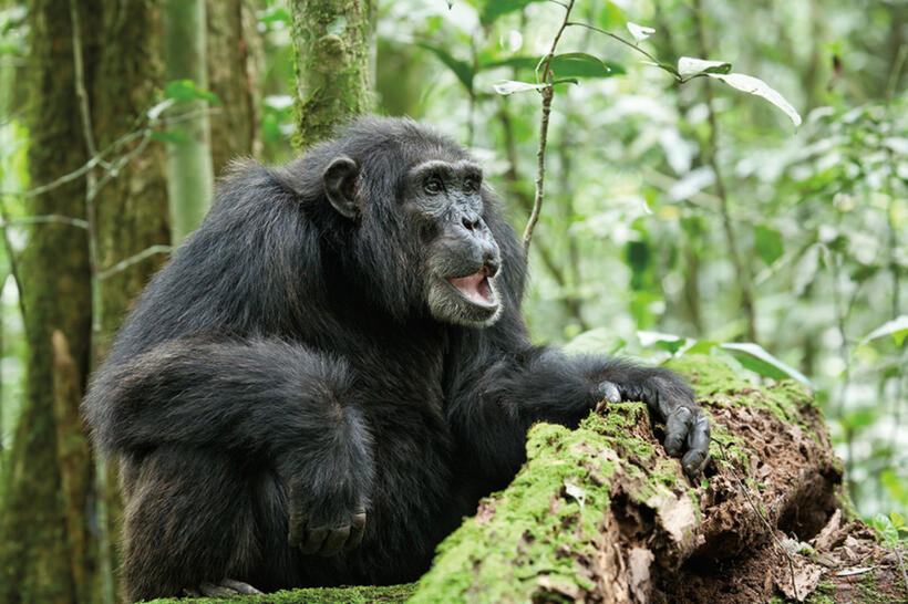 Scar in "Chimpanzee."