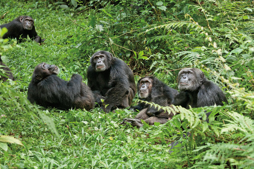A scene from "Chimpanzee."