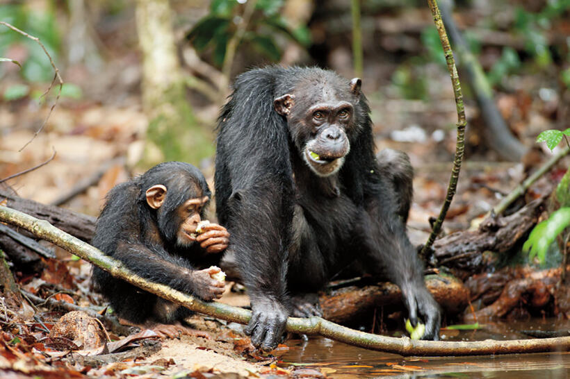 Isha and Oscar in "Chimpanzee."