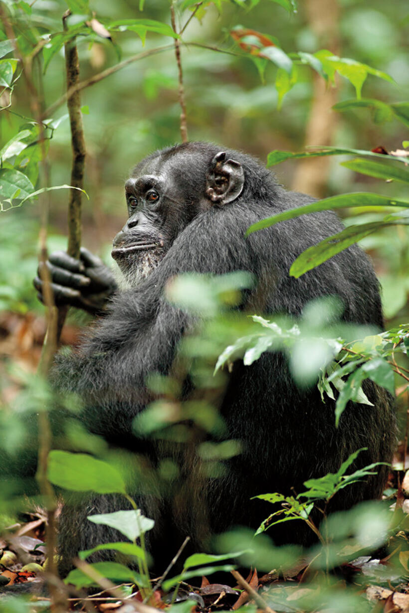 Freddy in "Chimpanzee."