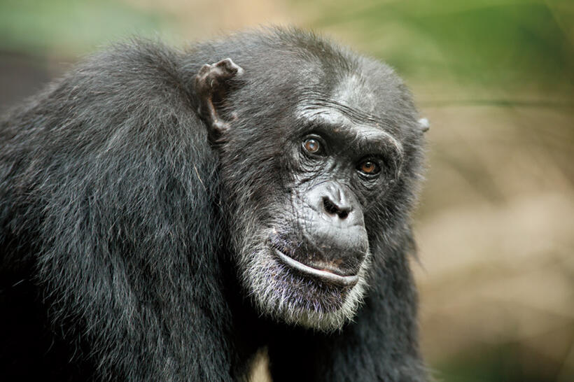 Freddy in "Chimpanzee."
