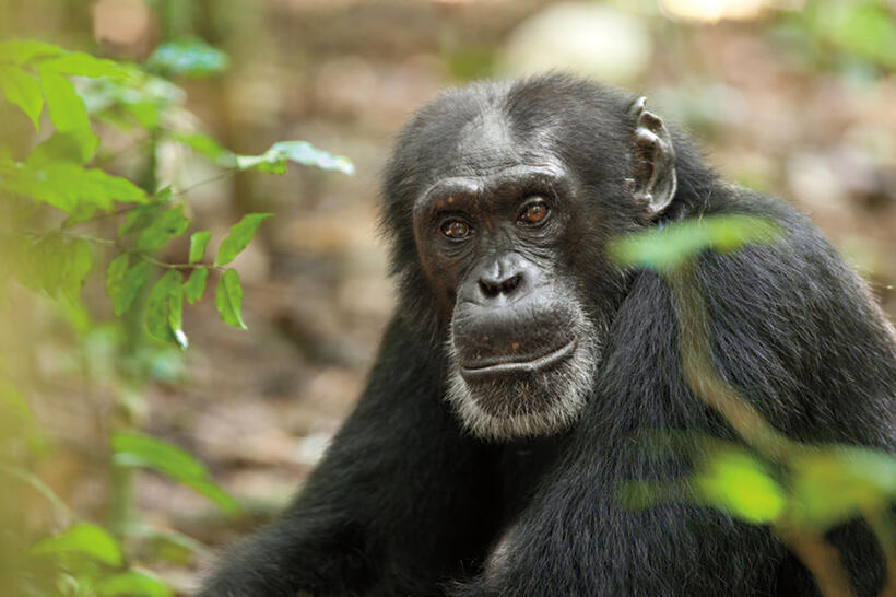 Freddy in "Chimpanzee."