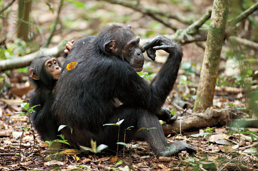 Isha and Oscar in "Chimpanzee."