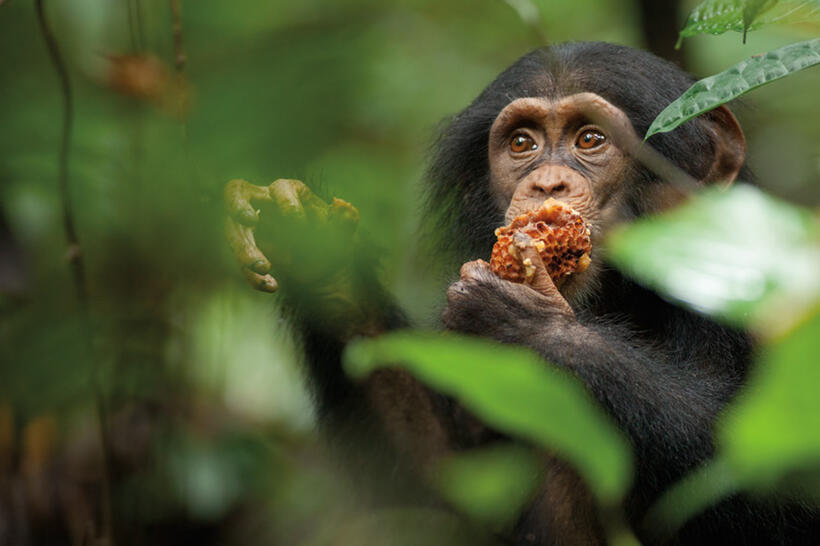 Oscar in "Chimpanzee."