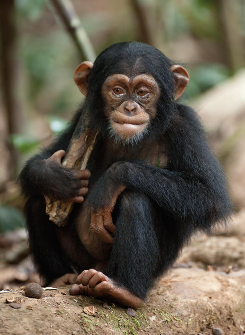 Oscar in "Chimpanzee."