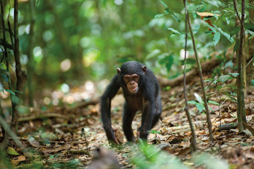 Oscar in "Chimpanzee."