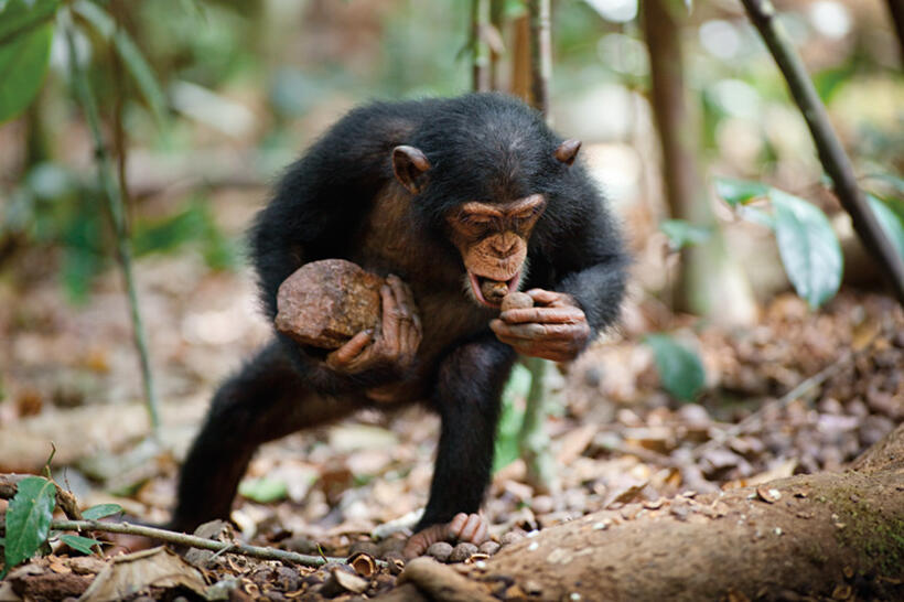 Oscar in "Chimpanzee."