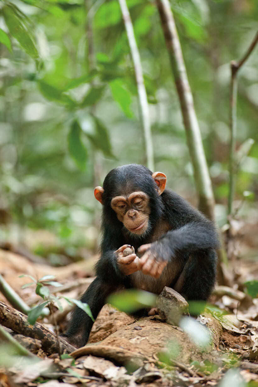 Oscar in "Chimpanzee."