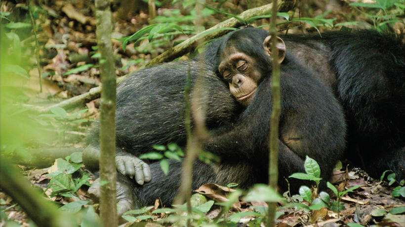 A scene from "Chimpanzee."
