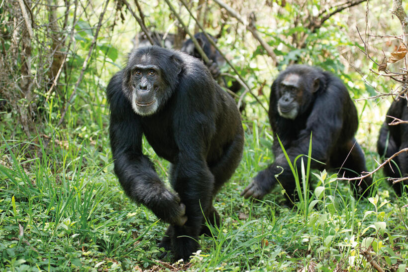 A scene from "Chimpanzee."