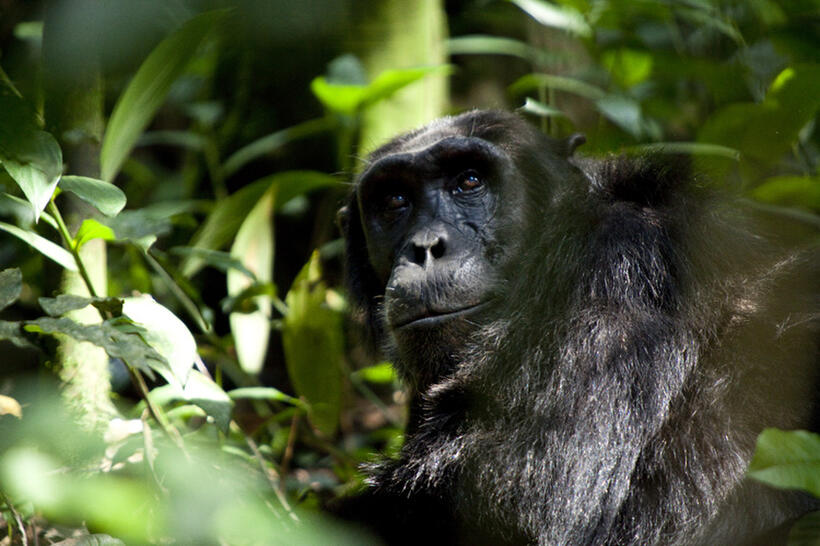 A scene from "Chimpanzee."