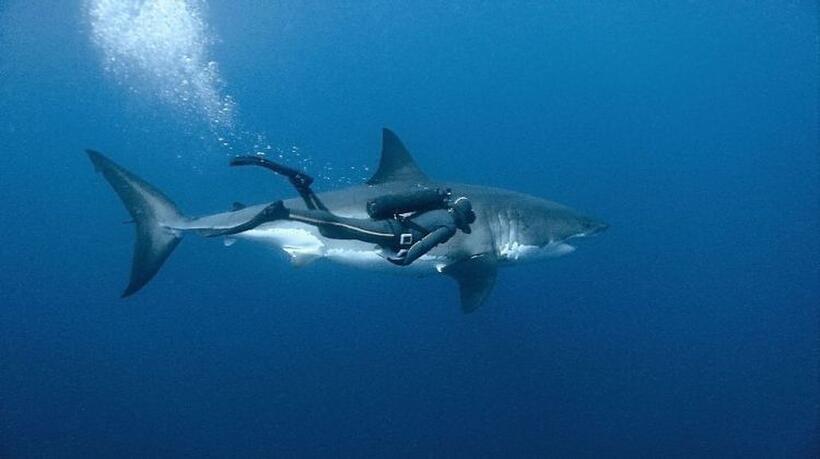 A scene from "Oceans."