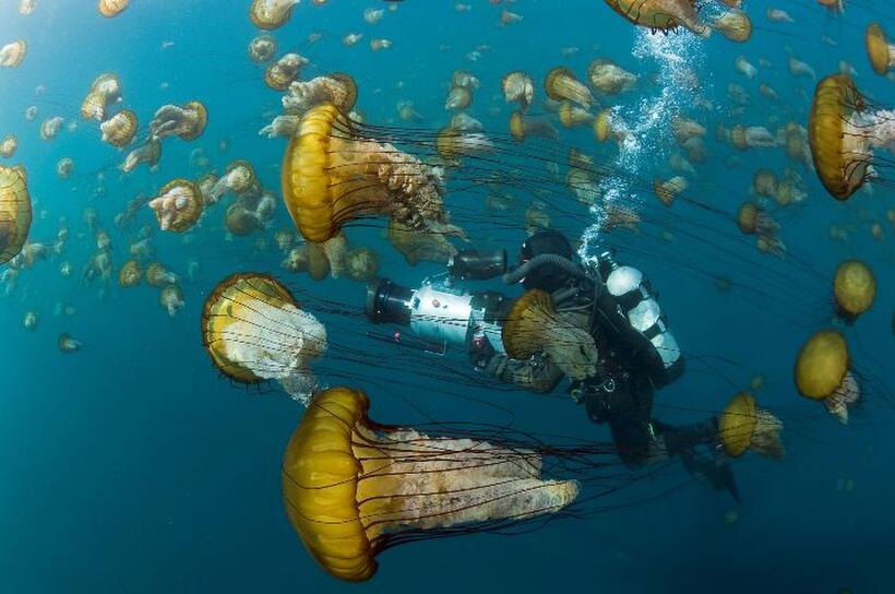A scene from "Oceans."