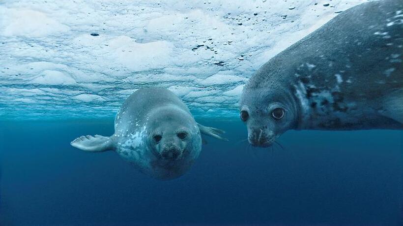 Weddell seal in "Oceans."