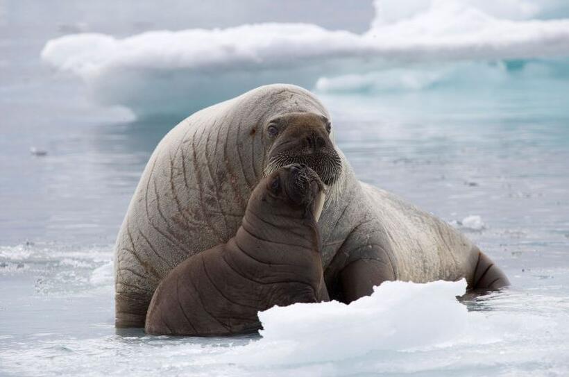 Walrus in "Oceans."