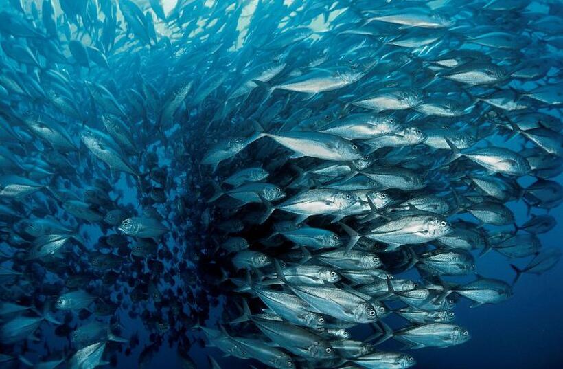 Bigeye Trevally in "Oceans."