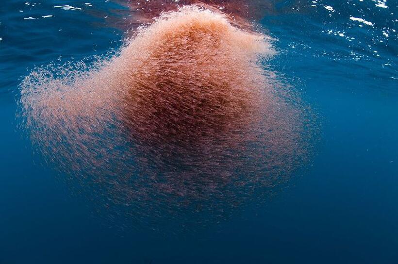 A scene from "Oceans."