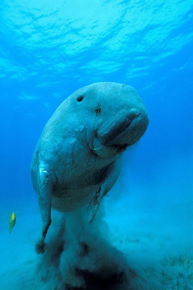 Dugong in "Oceans."